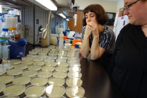 Susanne DiSalvo and Katie Geist pondering randomly placed Petri plates.